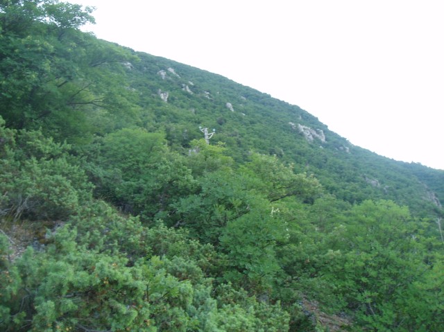palchi raccolti